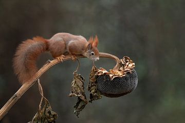 Écureuil sur un tournesol