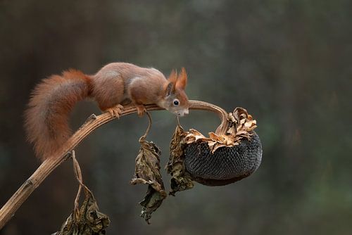 Écureuil sur un tournesol