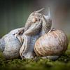Schneckenhochzeit von Jürgen Schmittdiel Photography