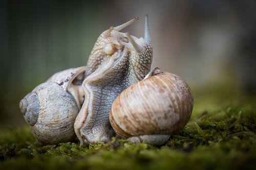Slakkenhuwelijk