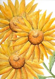 Sunflowers