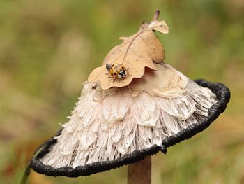 Inktzwam met lieveheersbeestje