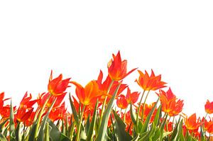 Rote Tulpen vor einem weißen Hintergrund