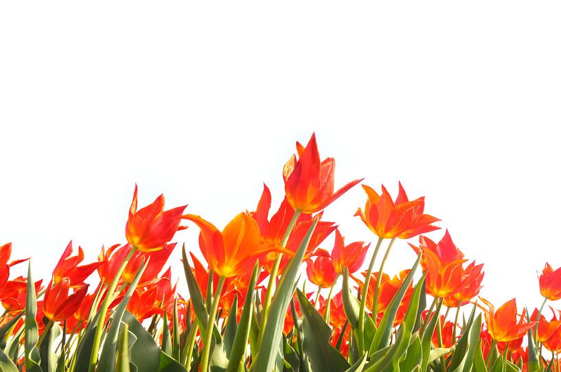 Tulipes rouges sur fond blanc par Sjoerd van der Wal Photographie