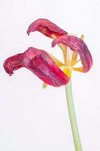 Zerknitterte Tulpe 1. von Pieter van Roijen