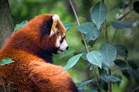 Rode panda in het bos, China van Rietje Bulthuis thumbnail