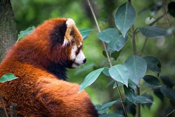 Rode panda in het bos, China van Rietje Bulthuis