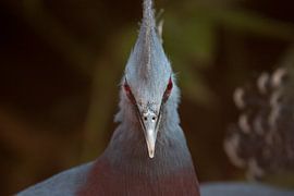 Victoria crown pigeon portrait by Kirtah Designs