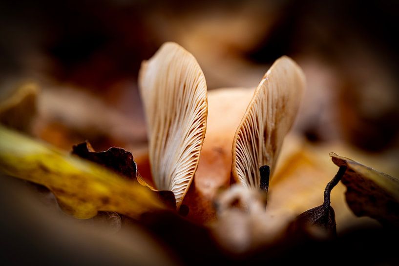 Een paddestoel in het bladerdek by Hans de Waay