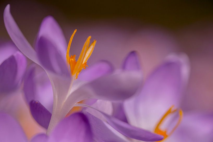 Boerenkrokus, Early Crocus, Crocus tomassinianus par AGAMI Photo Agency