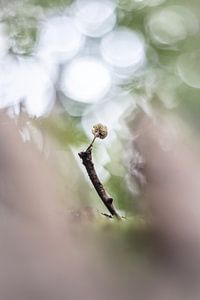 Curiosity by Bob Daalder