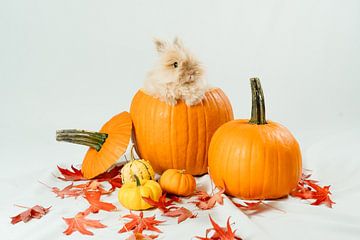 Herfst! van Myrthe Vlasveld