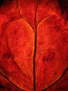 Rode herfst van Vectorific Design