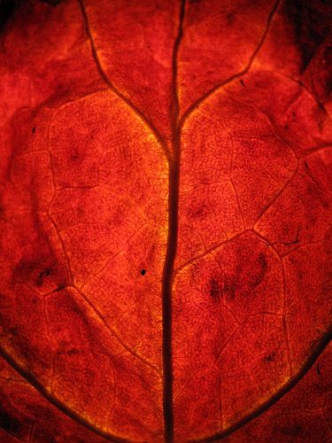 Rode herfst
