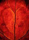 Rode herfst van Vectorific Design thumbnail