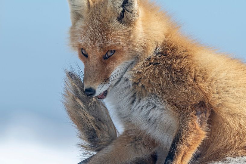 Guilty as charged, fox by Sven Scraeyen