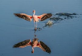 Landende pelikaan van Henk Derks