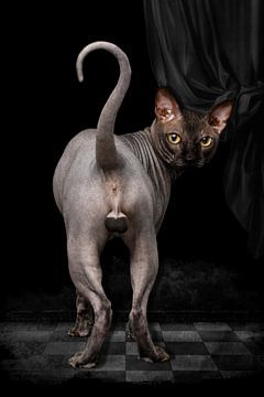 Sphynx sur Marja van den Hurk