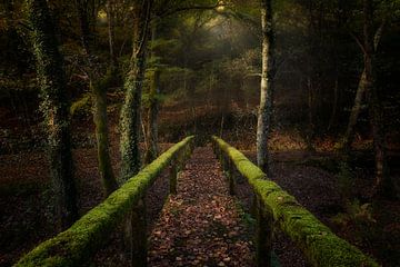 De weg naar het bos, Chencho Mendoza van 1x