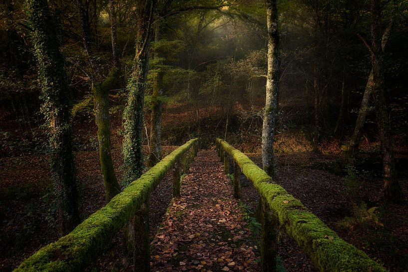 Le chemin de la forêt, Chencho Mendoza par 1x