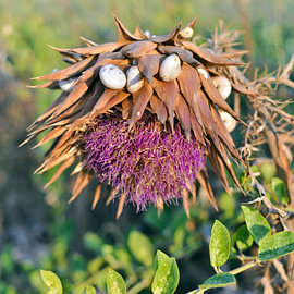 Griechische Artischocken-Blüte mit Schneckengehäuse von Silva Wischeropp