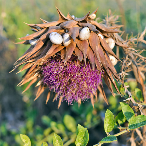 Greek artichoke flower with a snail shell