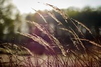 Bend With The Wind