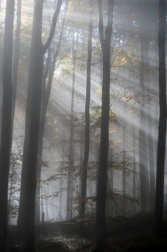 La lumière de la forêt
