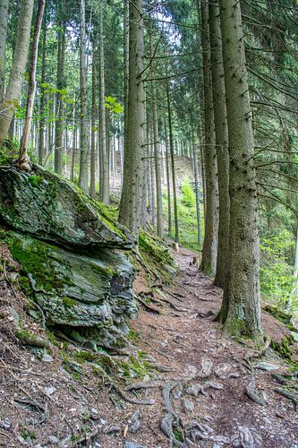 smal pad in het naaldbos