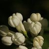 Fleur de lilas sur Pim van der Horst