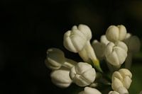 Fliederblüte