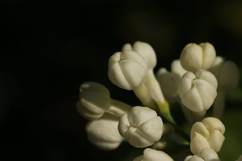 Fleur de lilas sur Pim van der Horst
