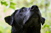 De geconcentreerde blik van deze zwarte labrador hond. Met een zacht groene natuurlijke achtergrond par noeky1980 photography Aperçu