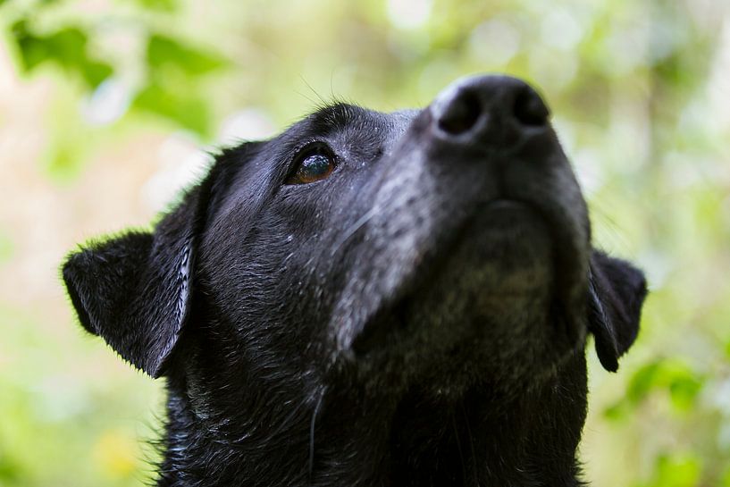 De geconcentreerde blik van deze zwarte labrador hond. Met een zacht groene natuurlijke achtergrond par noeky1980 photography