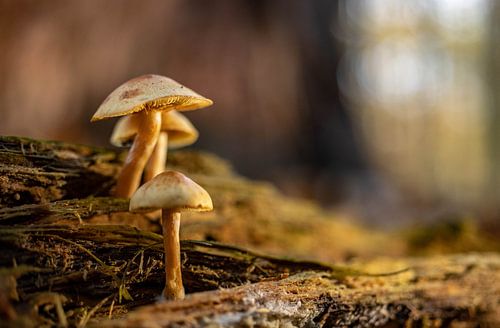 Paddenstoelen in de herfst