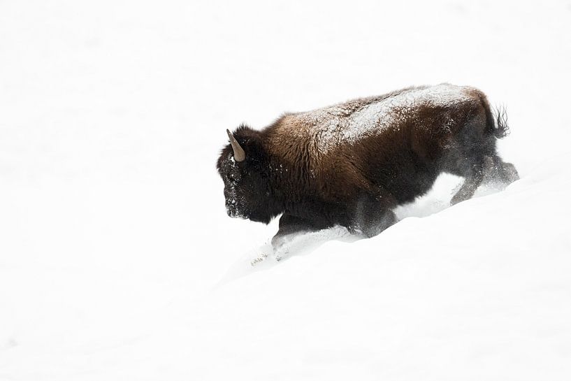 Amerikanischer Bison ( Bison bison ), Bisonbulle läuft, stürmt durch Tiefschnee einen Abhang hinab,  von wunderbare Erde