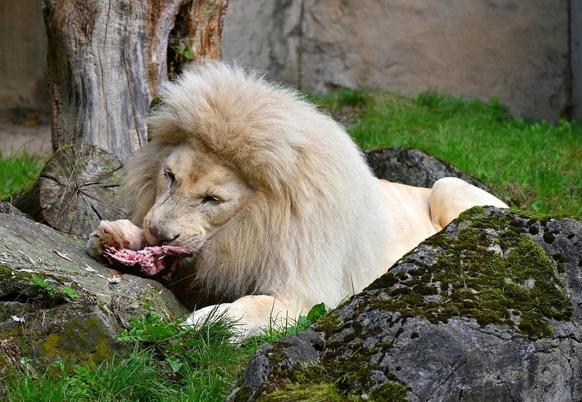 White lion. by Jose Lok