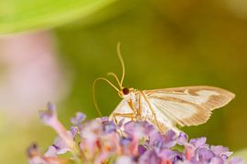 Buxusmot op vlinderstruik by Johan Slagers