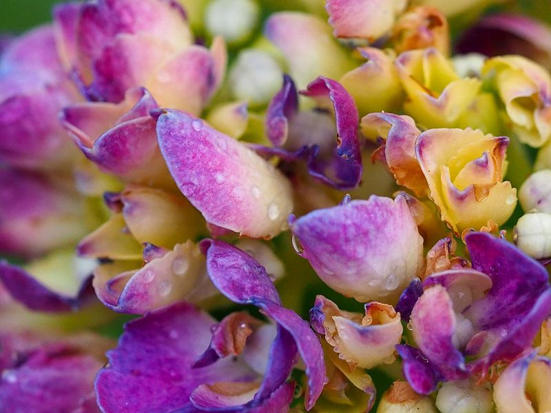 Flower - close up van Mariska Jumelet-Boom