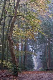 Misty autumn morning in Speulder forest (portrait) by Cor de Hamer