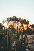Sunset among the cacti