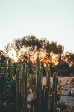 Coucher de soleil parmi les cactus sur Shauni van Apeldoorn