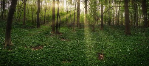 Une beauté silencieuse