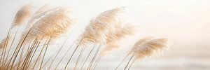 Poesie am Meer – Zartes Pampasgras
