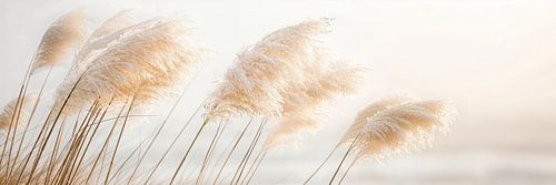 Poesie am Meer – Zartes Pampasgras