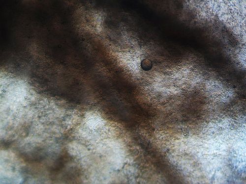 Schil van een aardappel