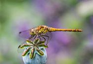 Poppy and the Dragonfly von Alex Hiemstra Miniaturansicht