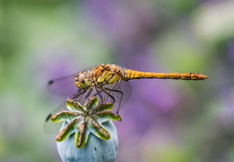 Poppy and the Dragonfly von Alex Hiemstra