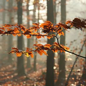 Herfstbladeren van RWNL Fotografie