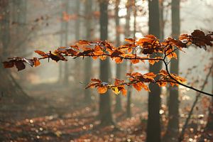 Herbstblätter